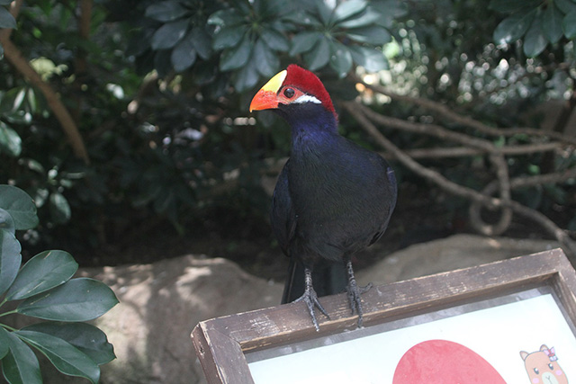 神戸どうぶつ王国(兵庫県/神戸市)