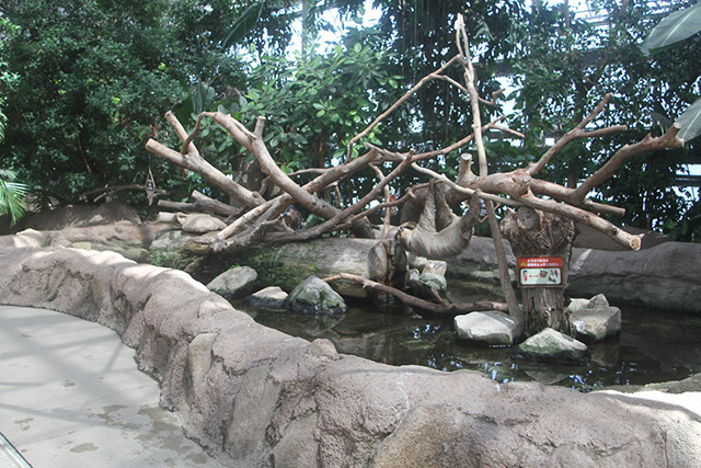 ナマケモノ/神戸どうぶつ王国(兵庫県/神戸市)