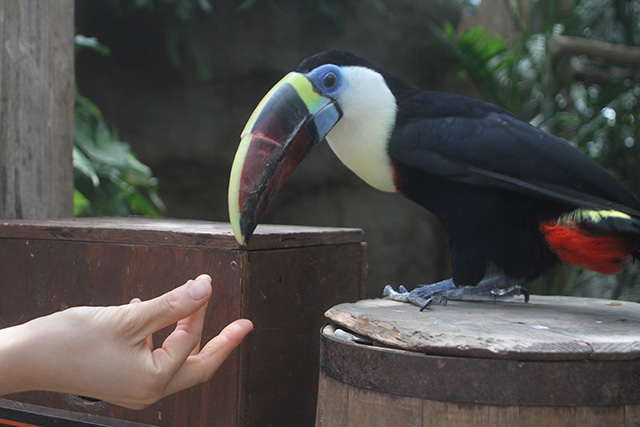 オオハシ/神戸どうぶつ王国(兵庫県/神戸市)