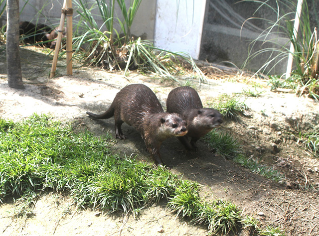 コツメカワウソ/神戸どうぶつ王国(兵庫県/神戸市)
