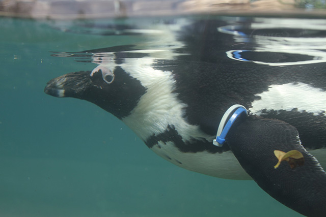ペンギン/神戸どうぶつ王国(兵庫県/神戸市)