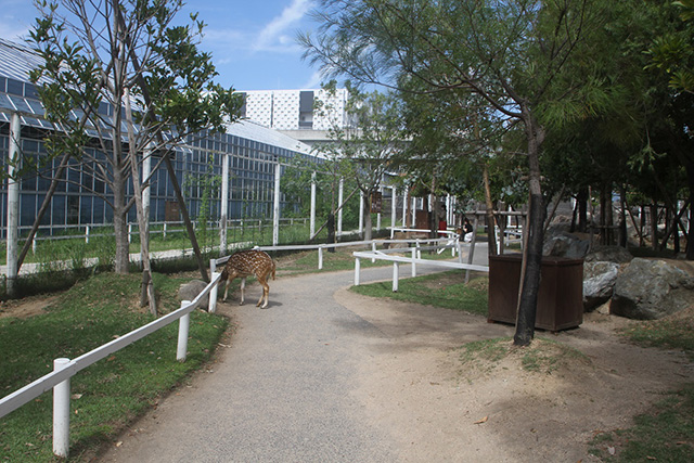 「カンガルーファーム」/神戸どうぶつ王国(兵庫県/神戸市)