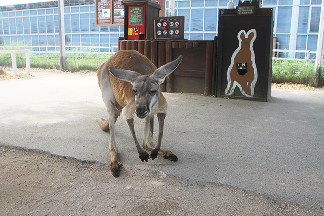 カンガルー/神戸どうぶつ王国(兵庫県/神戸市)