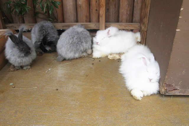 「ピョンタッチ広場」/神戸どうぶつ王国(兵庫県/神戸市)