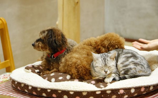 「ワンタッチ・ニャンタッチ」/神戸どうぶつ王国(兵庫県/神戸市)