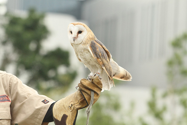 バードパフォーマンス/神戸どうぶつ王国(兵庫県/神戸市)