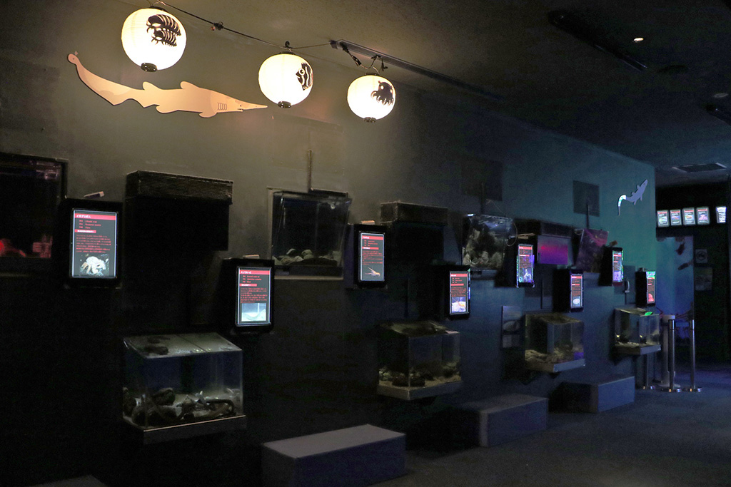 深海生物の生体展示｜深海生物まつり/横浜・八景島シーパラダイス（神奈川県/横浜市）