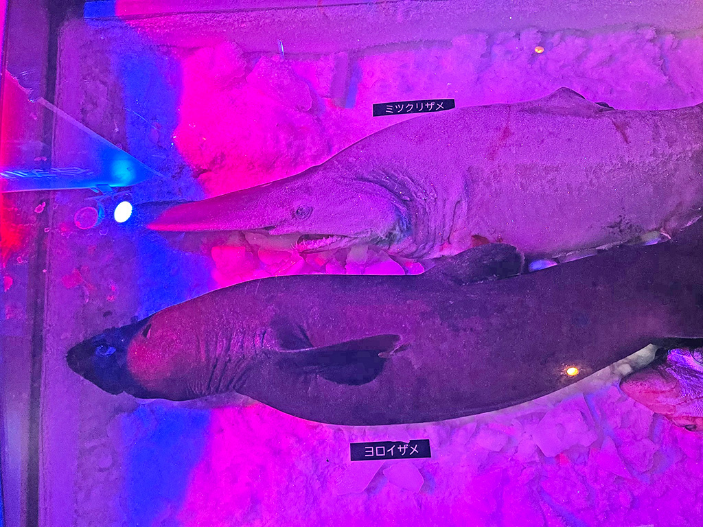 深海ザメコレクション｜深海生物まつり/横浜・八景島シーパラダイス（神奈川県/横浜市）