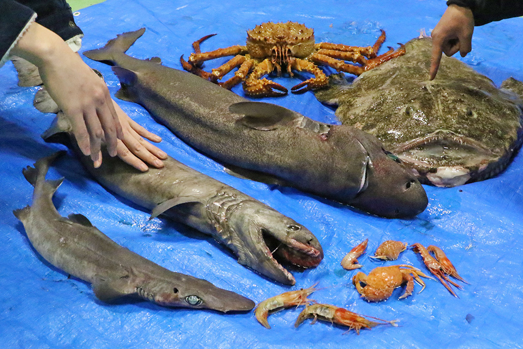 深海生物さわり放題イベント｜深海生物まつり/横浜・八景島シーパラダイス（神奈川県/横浜市）