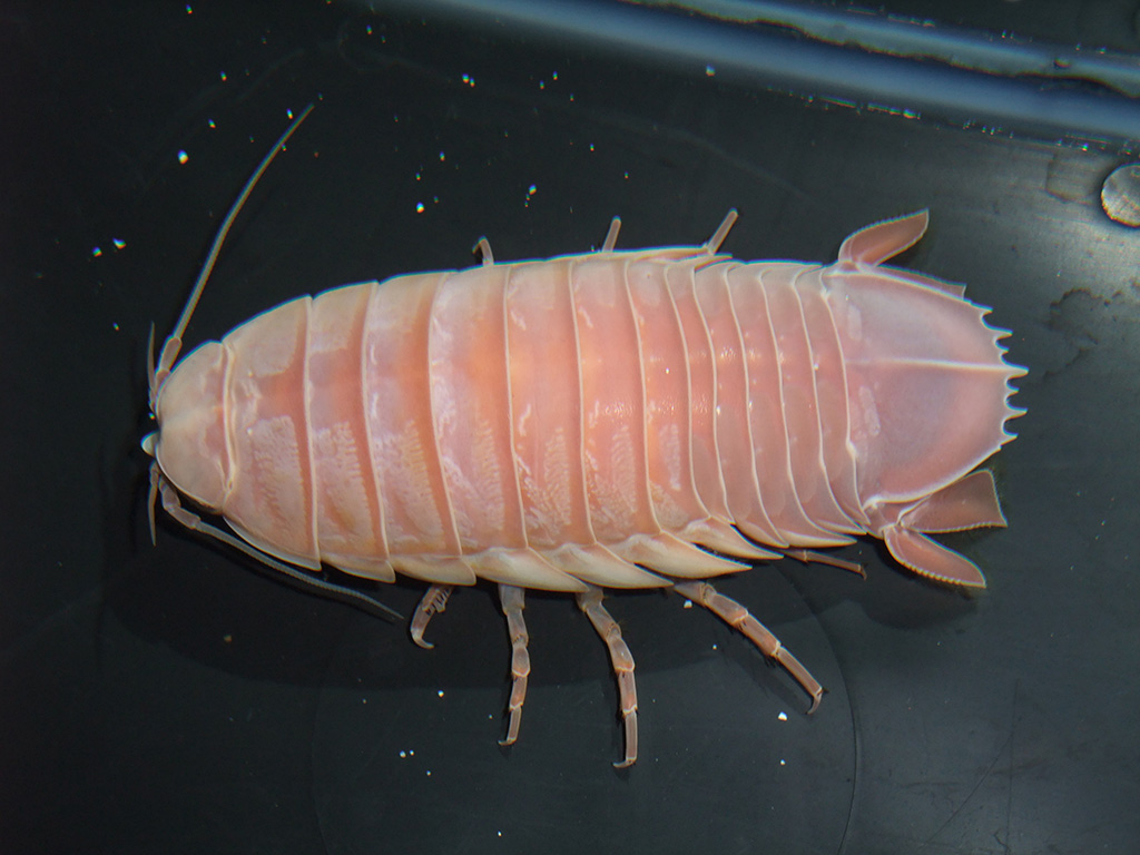 オオグソクムシ｜深海生物まつり/横浜・八景島シーパラダイス（神奈川県/横浜市）