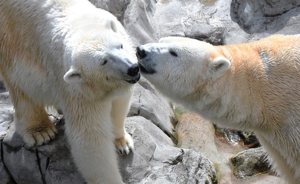 ホッキョクグマ（シロクマ）に会える動物園・水族館と全29頭紹介！生態