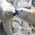 ホッキョクグマ（シロクマ）に会える動物園・水族館と全29頭紹介！生態や寿命も解説