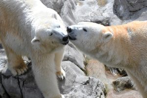 ホッキョクグマ（シロクマ）に会える動物園・水族館と全29頭紹介！生態や寿命も解説