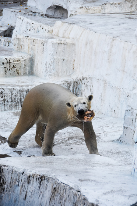 飼育スタッフがあげたエサを見事キャッチ
