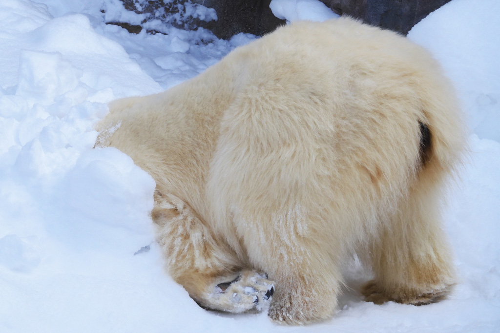 旭川市旭山動物園の「ピリカ」