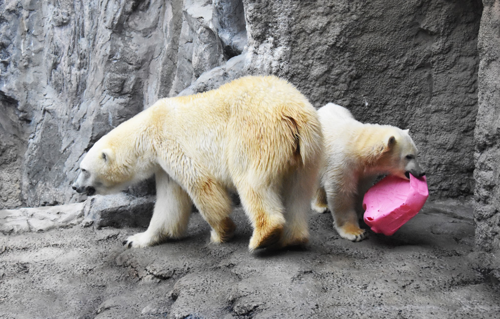 2021年12月生まれの旭川市旭山動物園「ゆめ」