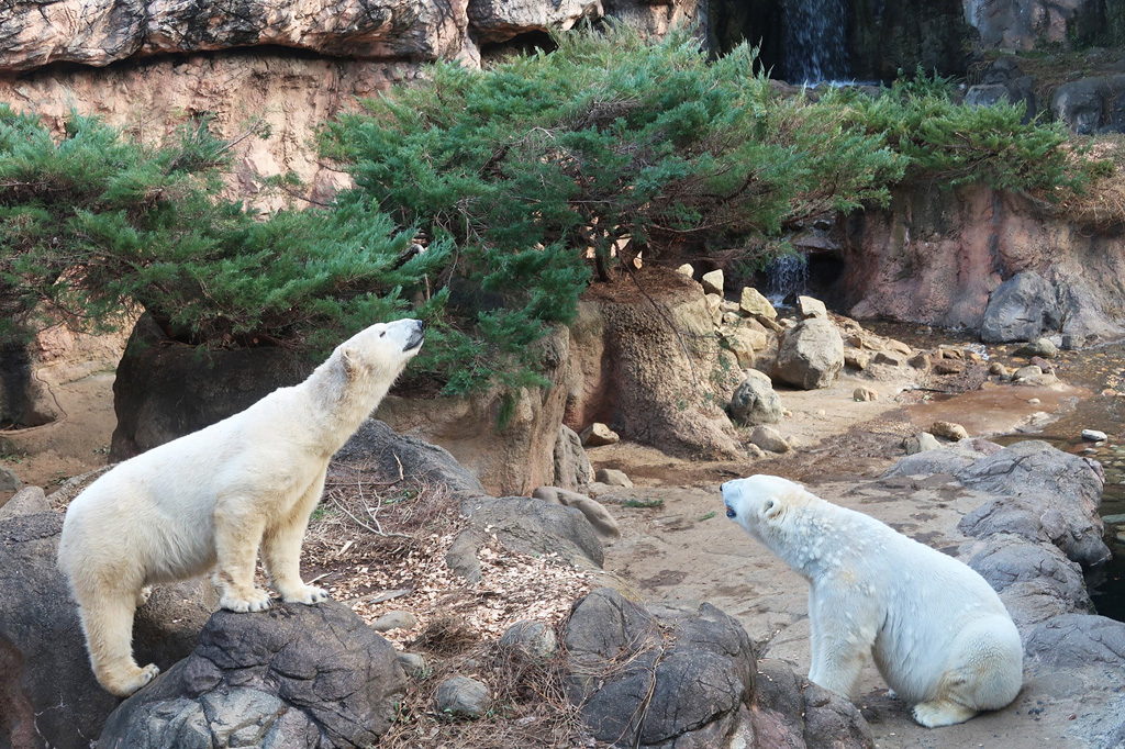 ズーラシアにいる「ゴーゴ」と「イッちゃん」