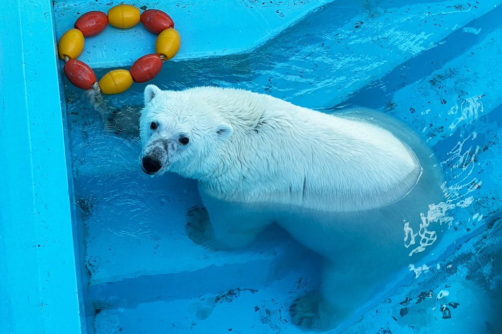 おもちゃがあれば自分で遊びを考え出すという賢い「アイラ」/おびひろ動物園（北海道／帯広市）