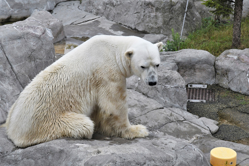 「カイ」は静岡市立日本平動物園の「ロッシー」とは兄弟にあたる/八木山動物公園フジサキの杜（宮城県／仙台市）
