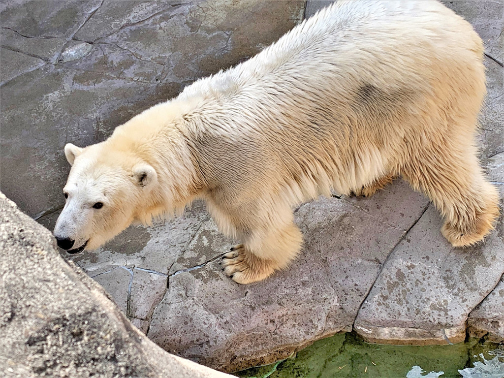 「ポーラ」は男鹿水族館GAOの「ユキ」とは姉妹にあたる/八木山動物公園フジサキの杜（宮城県／仙台市）