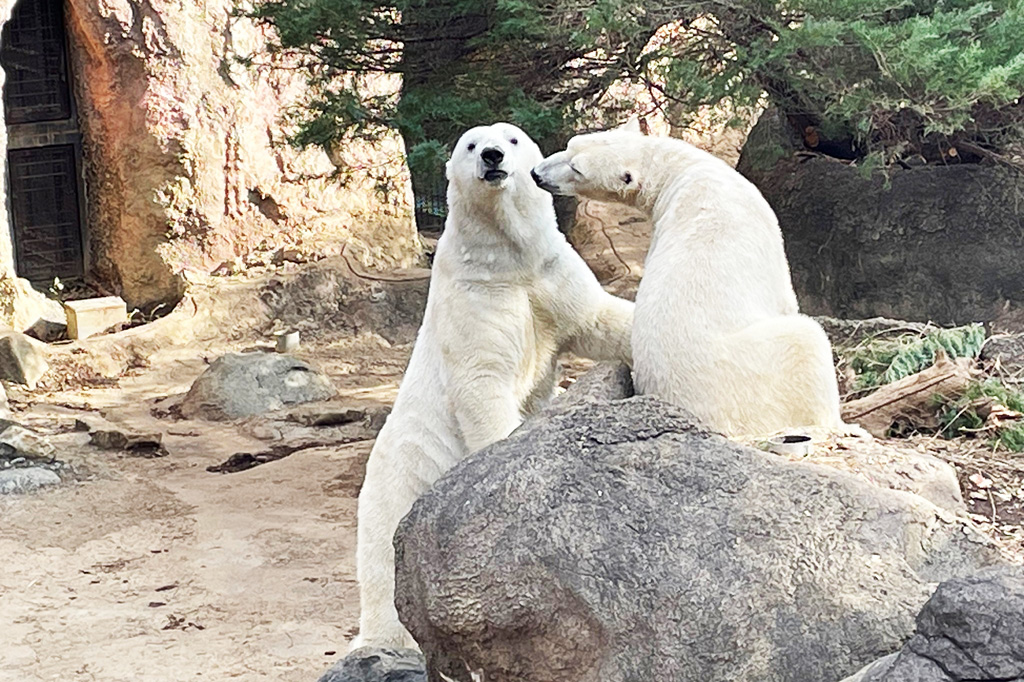 2022年に「イッちゃん」がやって来て「ゴーゴ」と2頭になりました/よこはま動物園ズーラシア（神奈川県／横浜市）