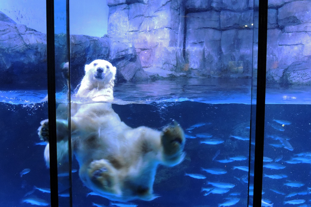 「ユキ丸」は泳ぐのが大好き/横浜・八景島シーパラダイス（神奈川県／横浜市）