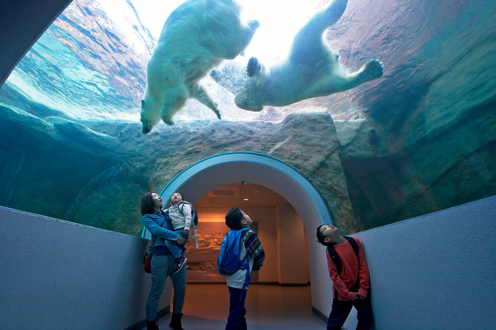 水中トンネルで頭上を泳ぐホッキョクグマは迫力満点/静岡市立日本平動物園（静岡県）