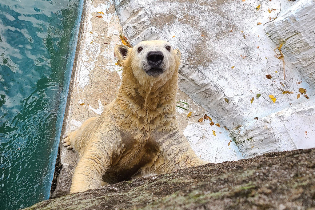 よこはま動物園ズーラシアにいる「ゴーゴ」と「イッちゃん」の娘「ホウちゃん」/天王寺動物園（大阪府）