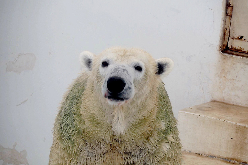 2022年12月8日、10歳の誕生日のときの「マルル」/熊本市動植物園（熊本県）