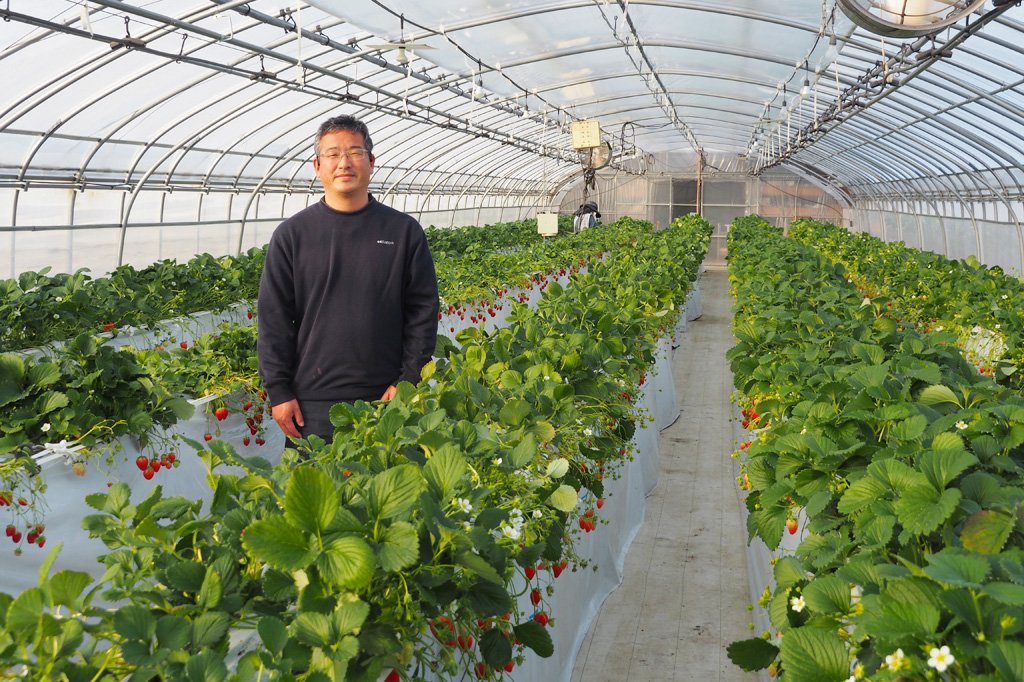 栃木のいちご品種紹介も！ベリーズファンのいちご狩りでスカイベリーなど食べ比べ
