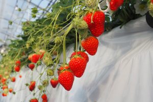 栃木のいちご品種紹介も！ベリーズファンのいちご狩りでスカイベリーなど食べ比べ