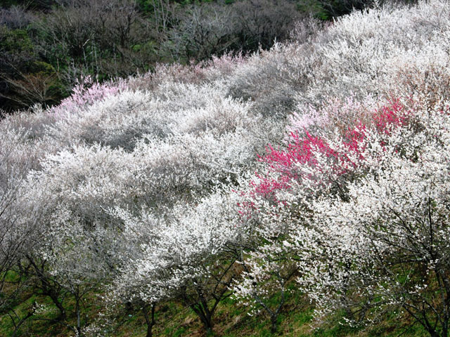高尾梅郷（東京都／八王子市）