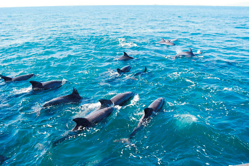 イルカウォッチング