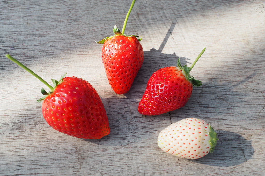 4種類のいちご狩りコースがある/いちごの里(栃木県/小山市)