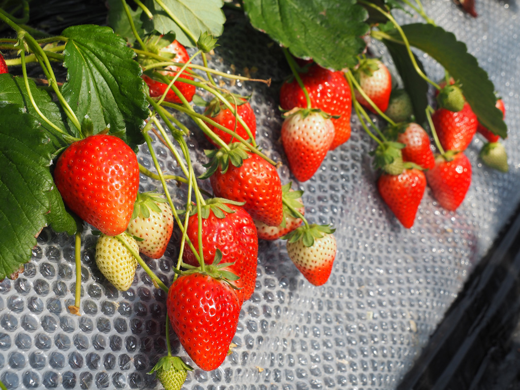 スカイベリー狩り/いちごの里(栃木県/小山市)