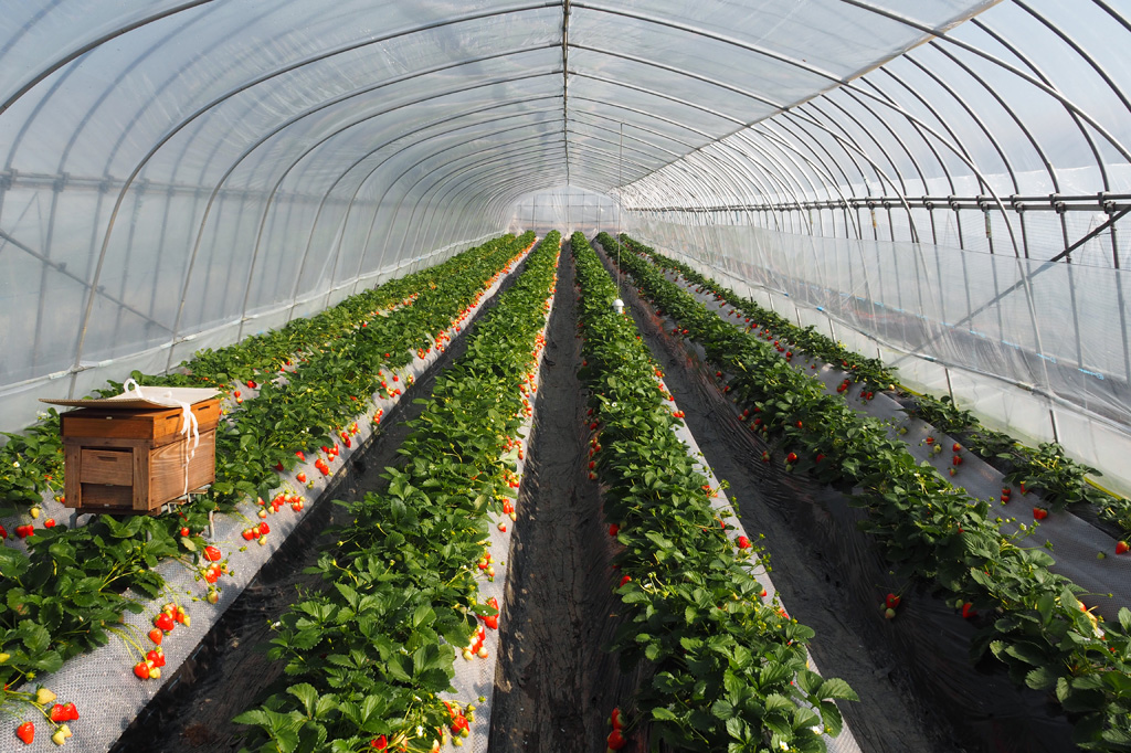 受粉用のミツバチが舞うハウス内/いちごの里(栃木県/小山市)