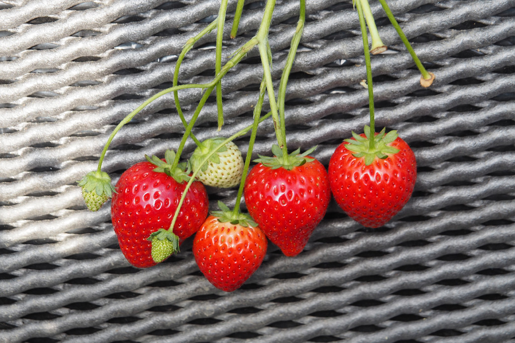 とちあいか狩り/いちごの里(栃木県/小山市)