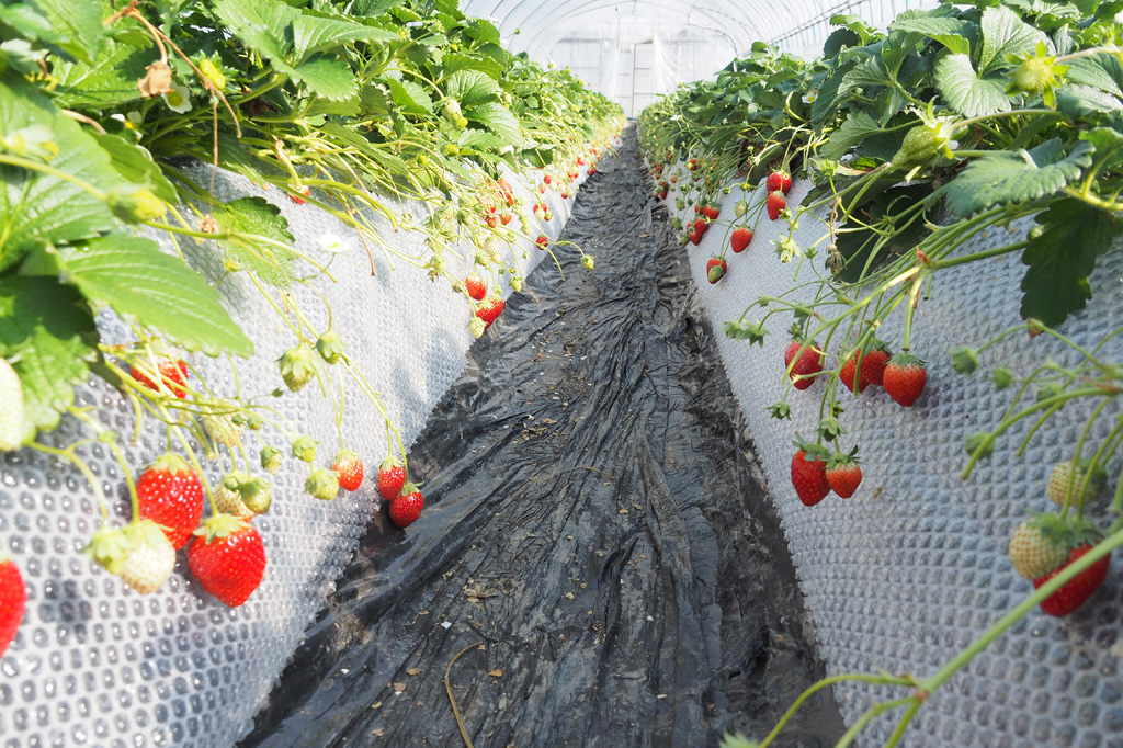 ひとつのハウスに2種類が栽培され、両方のいちご狩りが楽しめる/いちごの里(栃木県/小山市)