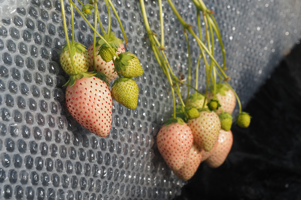 ミルキーベリー/いちごの里(栃木県/小山市)