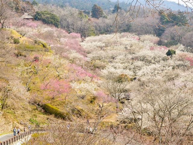 筑波山梅林（茨城県／つくば市）
