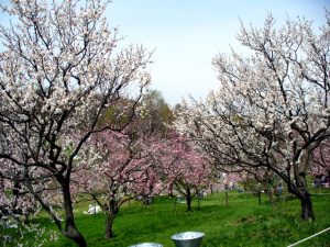 北海道の梅の名所・梅林・梅園（2025）開花時期や梅まつりもチェック