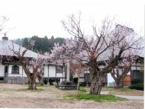 東北の梅の名所・梅林・梅園（2025）開花時期や梅まつりもチェック