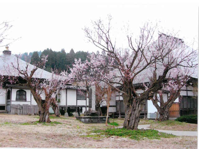 東北の梅の名所・梅林・梅園（2025）開花時期や梅まつりもチェック