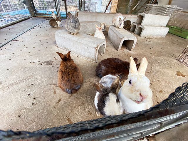 ウサギ/とんとんの丘 もちぶた館(宮城県/大河原町)