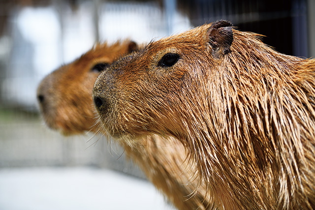 カピバラ/とんとんの丘 もちぶた館(宮城県/大河原町)