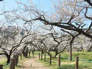 埼玉県の梅の名所・梅林・梅園（2025）開花時期や越生梅林梅まつりなどもチェック