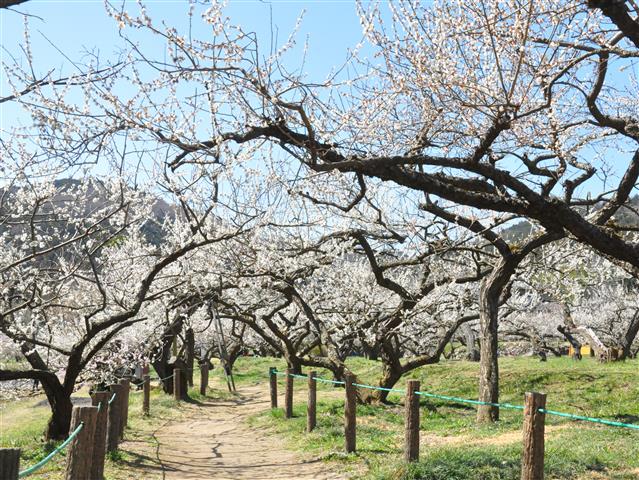 埼玉県の梅の名所・梅林・梅園（2025）開花時期や越生梅林梅まつりなどもチェック