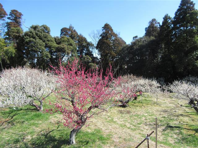 千葉県の梅の名所・梅林・梅園（2025）開花時期や梅まつりもチェック