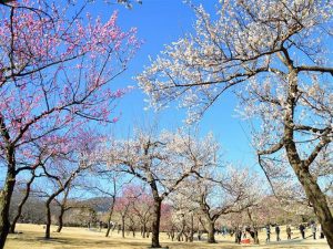 横浜・小田原など神奈川県の梅の名所・梅林・梅園（2025）開花時期や梅まつりも