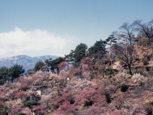 甲信越・北陸の梅の名所・梅林・梅園（2025）開花時期や梅まつりもチェック